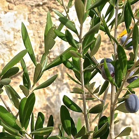 Mythos Διαμέρισμα Μπενίτσες